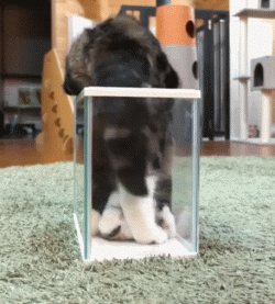 为什么猫咪能像液体一样缩在小盒子里?(猫猫看上去十分绵软,有时小饭盒、小茶杯都能钻进去)