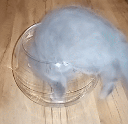 为什么猫咪能像液体一样缩在小盒子里?(猫猫看上去十分绵软,有时小饭盒、小茶杯都能钻进去)