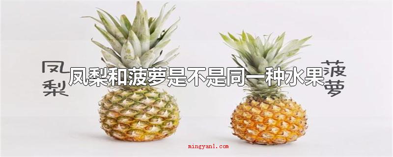 凤梨和菠萝是不是同一种水果(凤梨和菠萝是否同一种新鲜水果)