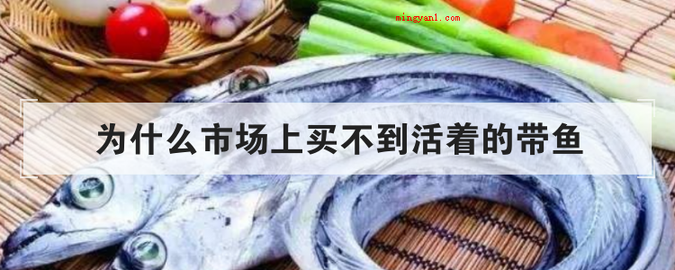 为什么市场上买不到活着的带鱼(为什么市场上买不到活着的带鱼?)