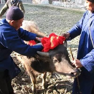 说春是石阡哪个民族传下来的？（侗族）