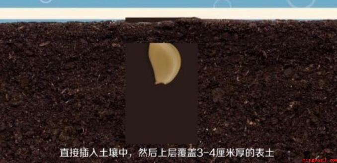 怎么种植大蒜