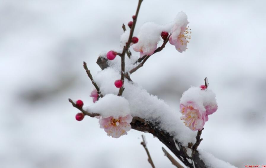 遥知不是雪为有暗香来指的是什么植物