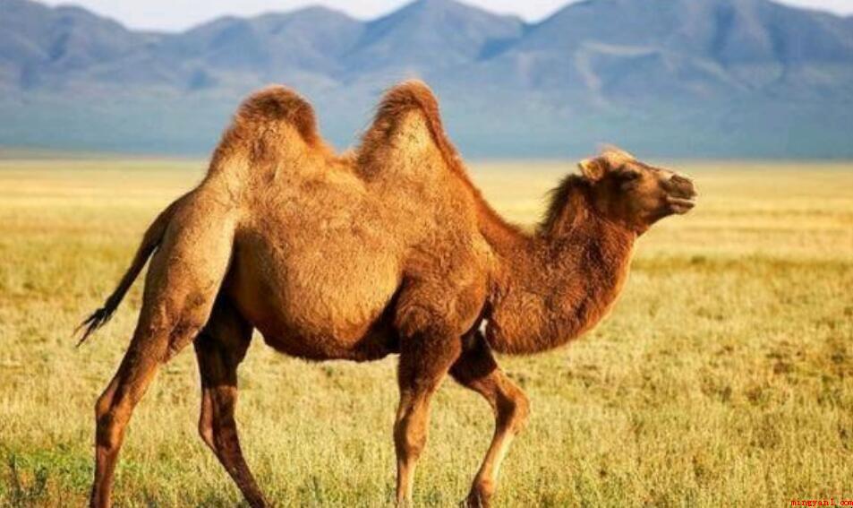 骆驼是保护动物吗