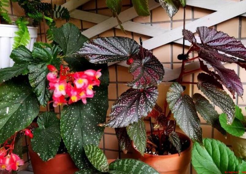 花卉绿植属于什么垃圾