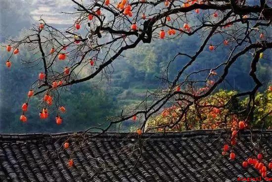乡愁是啥仿写句子