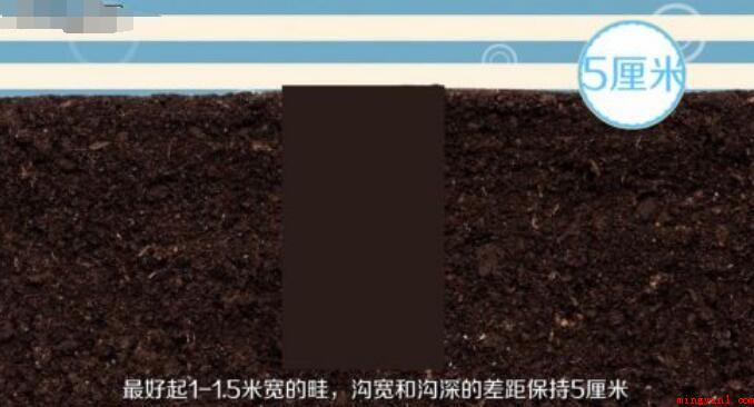 怎么种植大蒜
