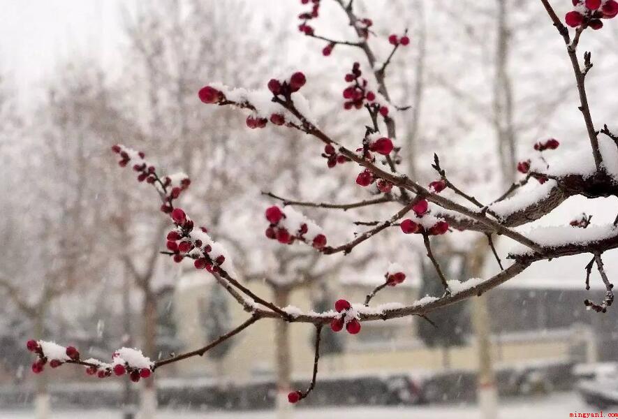 《雪梅》古诗的意思是什么