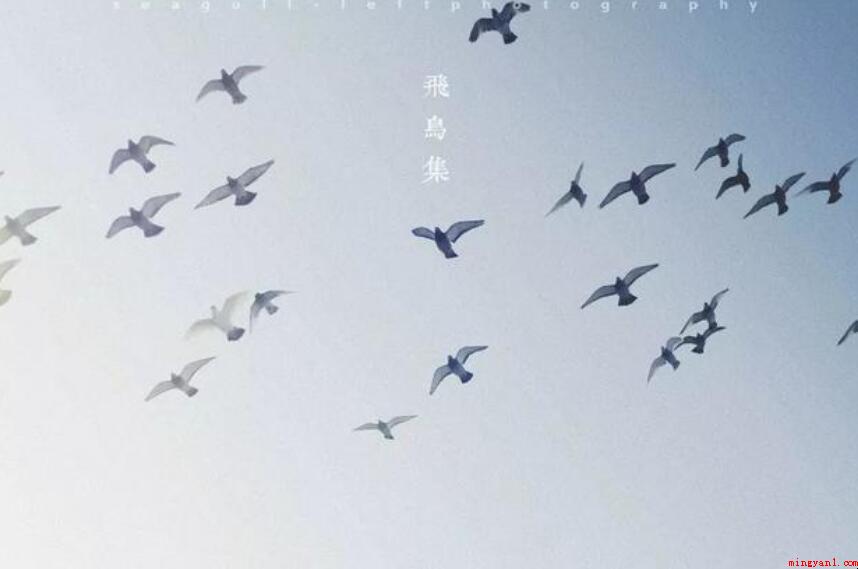 《飞鸟集》读后感怎么写