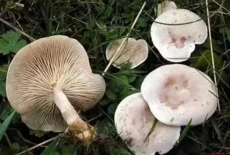蘑菇不能和什么一起吃