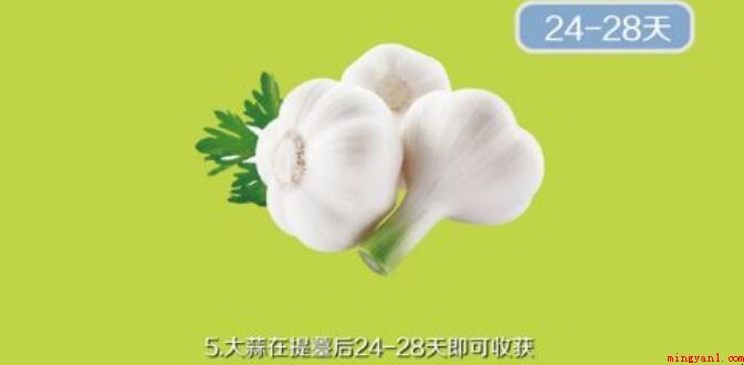 怎么种植大蒜