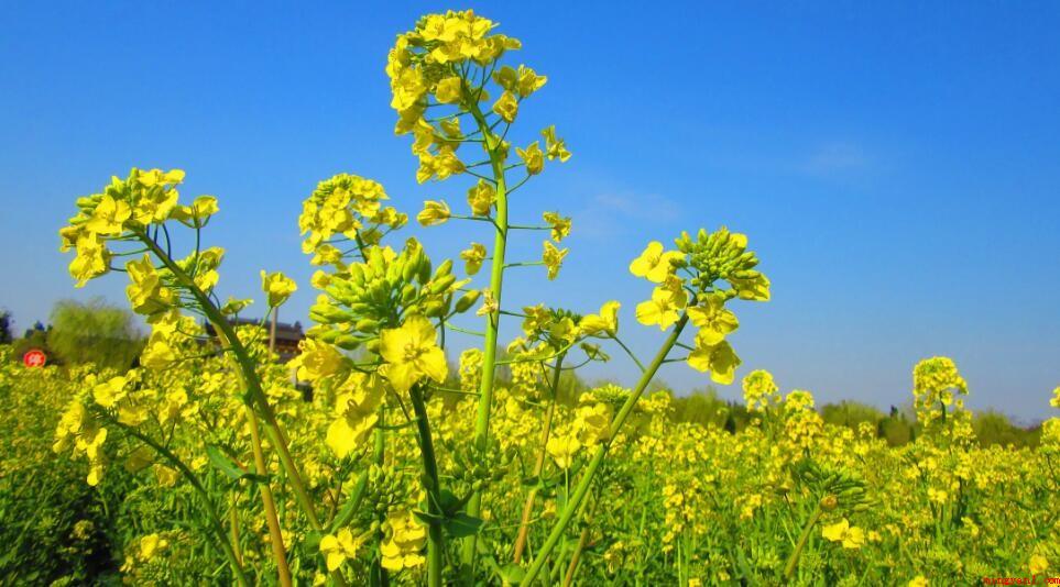 欧洲油菜是什么