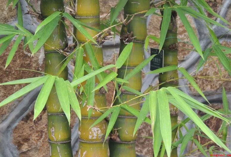 竹子的品格有哪些