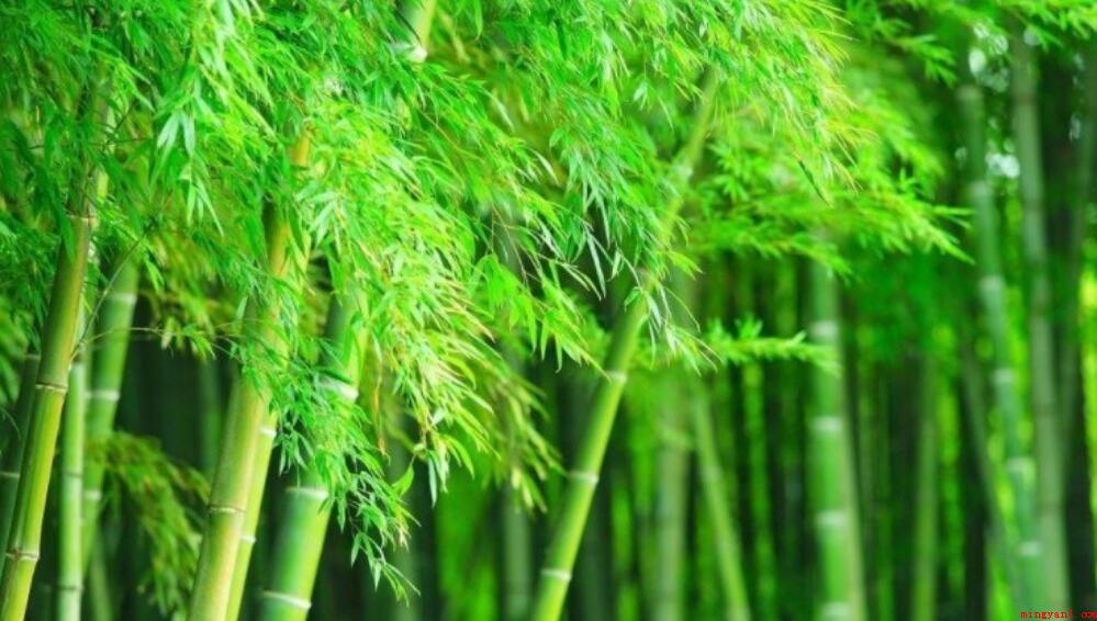 什么的竹子填空词语怎么填