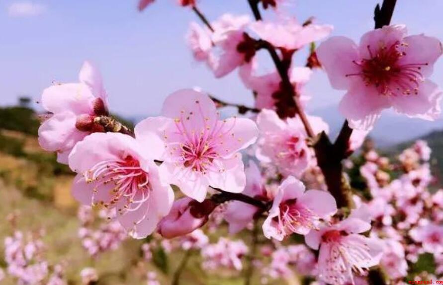 描绘桃花对外开放的语句有什么