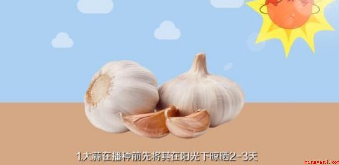 怎么种植大蒜