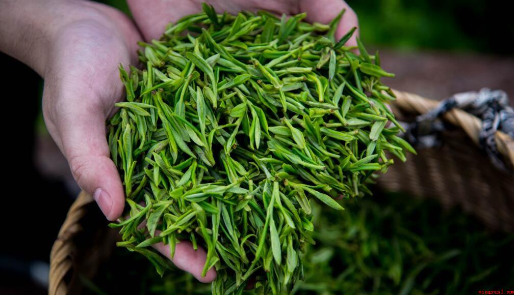 龙井茶是属于什么茶类