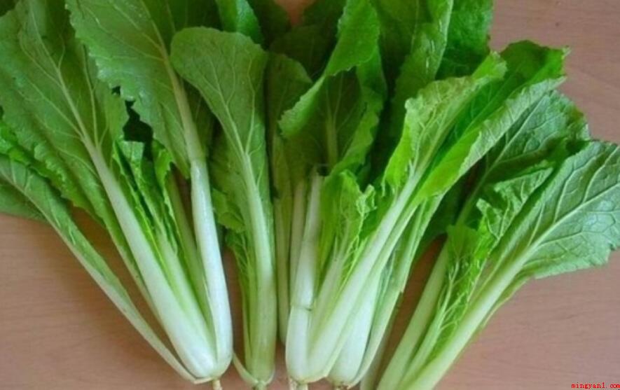 小白菜的品种有什么