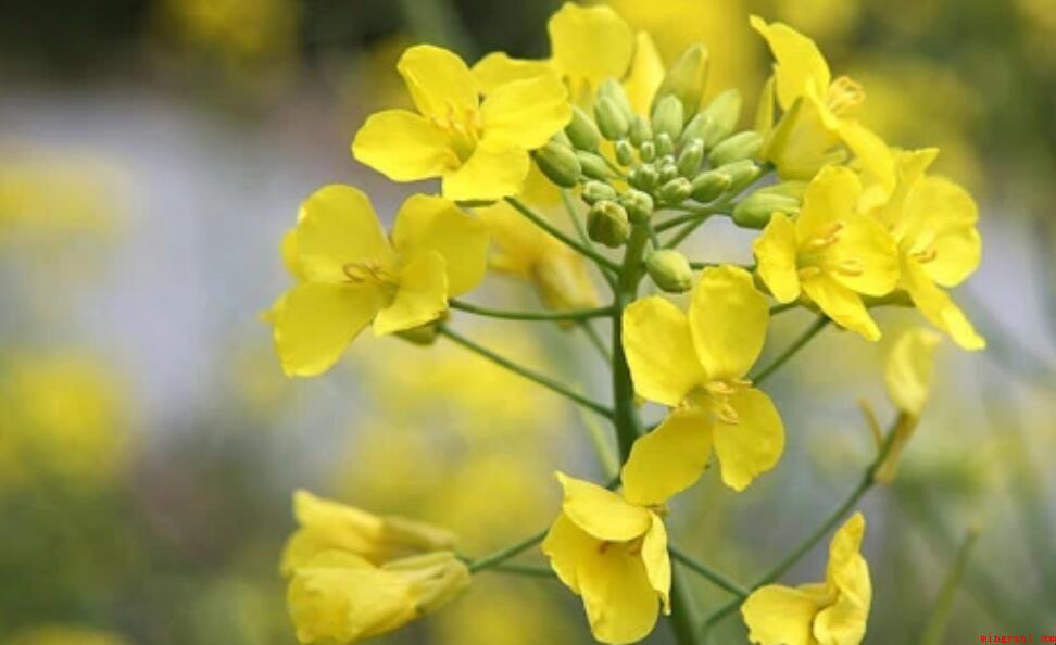 什么样的油菜花，在田野中怎样地绽放