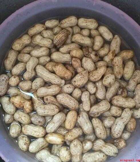 煮花生怎么煮