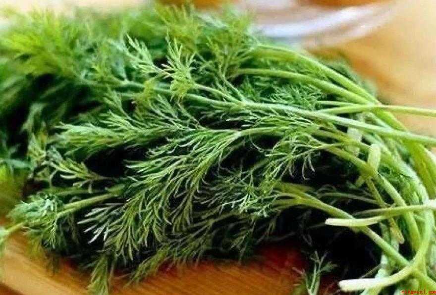 茴香菜