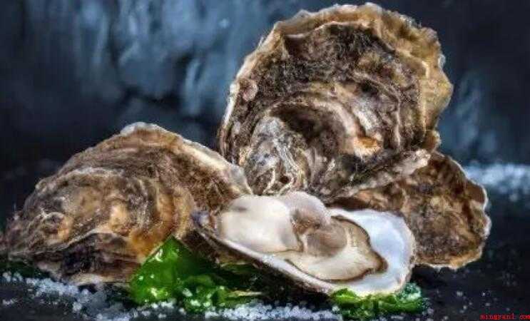 牡蛎怎样吃