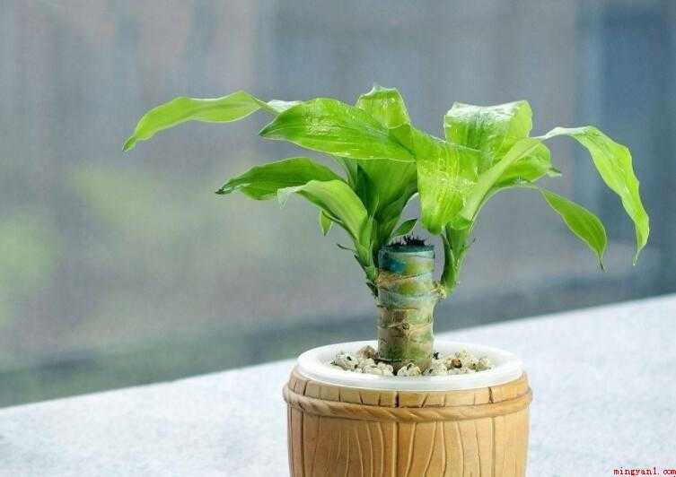 巴西木开花多久一次
