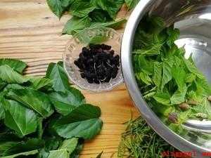 桑叶茶怎样制作