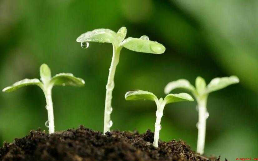 成长宣言简短的一句话有哪些