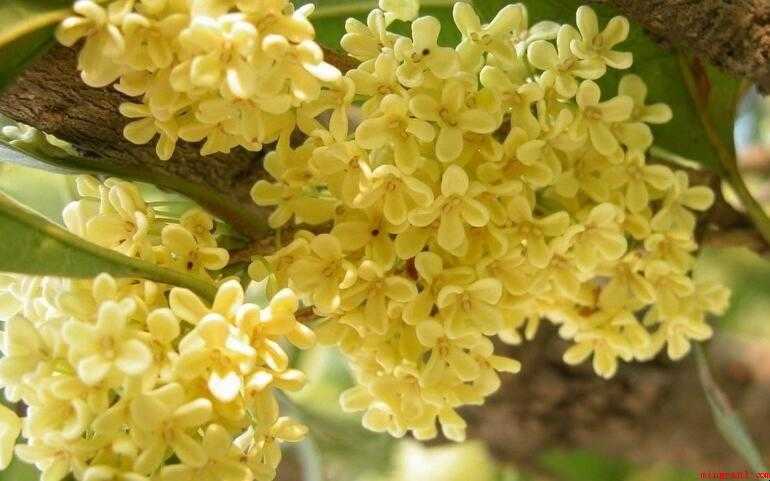 新鲜桂花如何吃