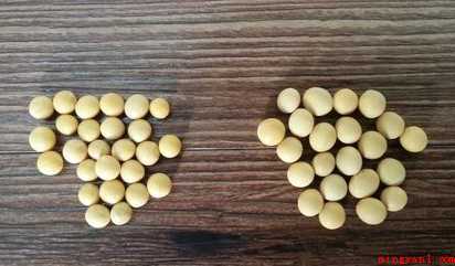 在家里怎样生黄豆芽