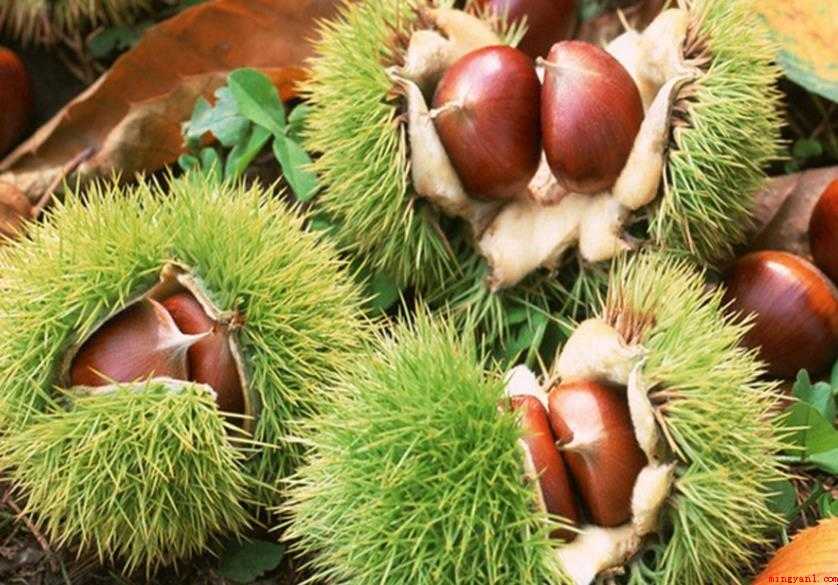板栗