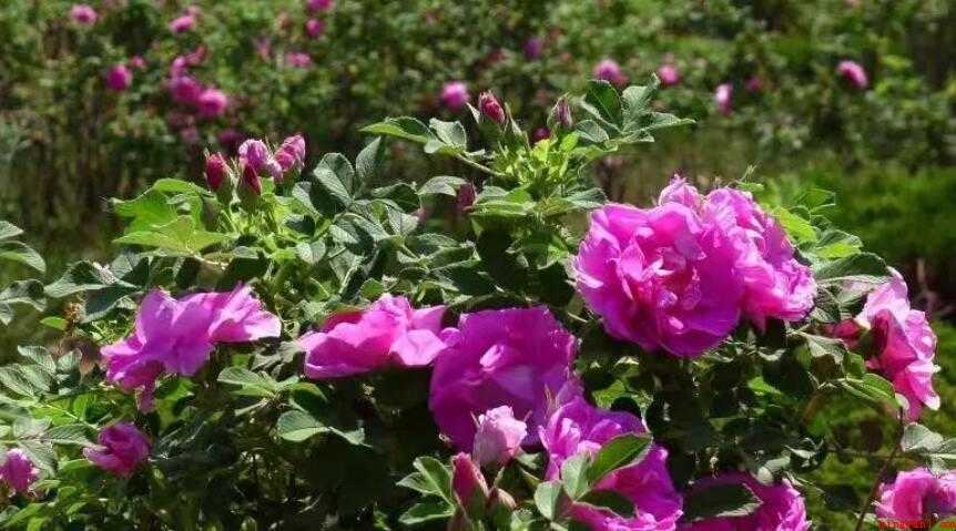 平阴玫瑰花茶的辨别方法是什么