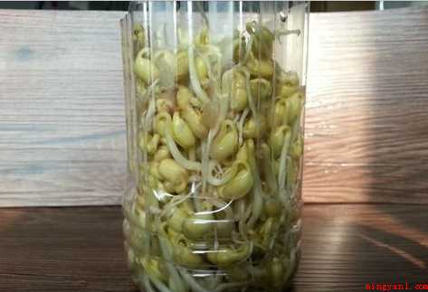 在家里怎样生黄豆芽