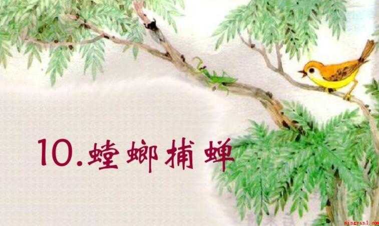 螳螂捕蝉是什么意思