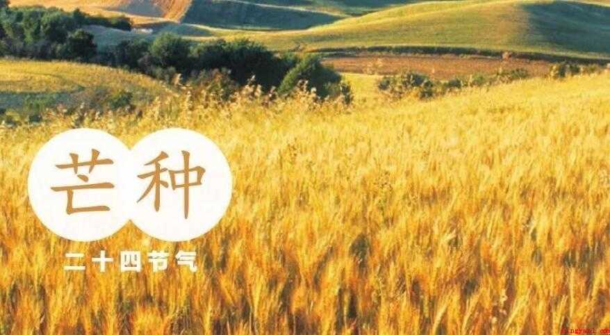 芒种有哪些习俗