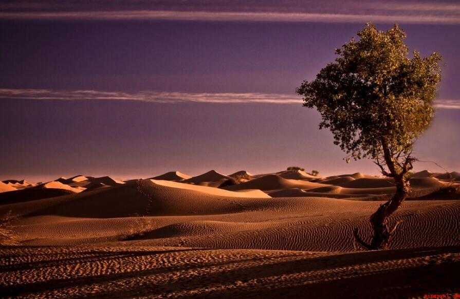 倔强的造句有哪些