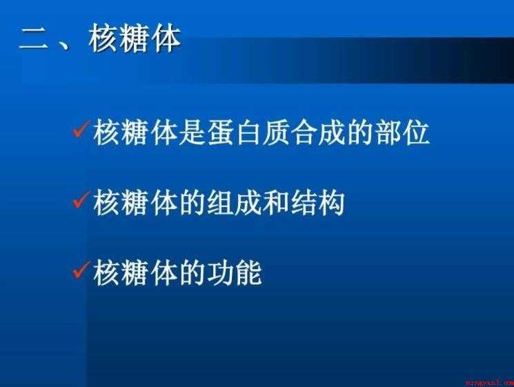 核糖体的作用是什么