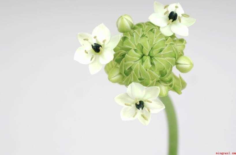 伯利恒之星的花语是什么