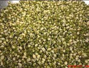 发豆芽怎样做