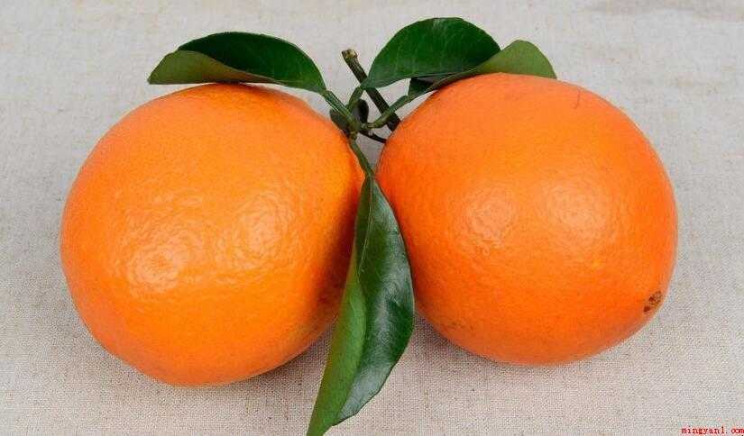 橙子什么时候开花