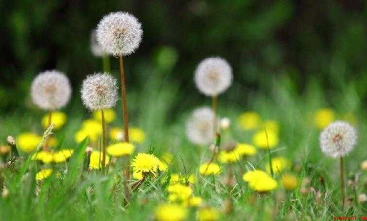 蒲公英的花语是什么