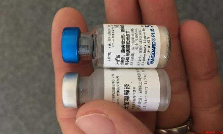 五联疫苗什么时候打