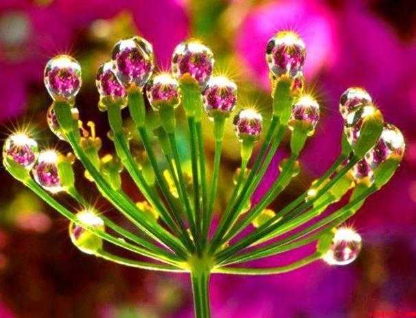 奇花异草是什么意思