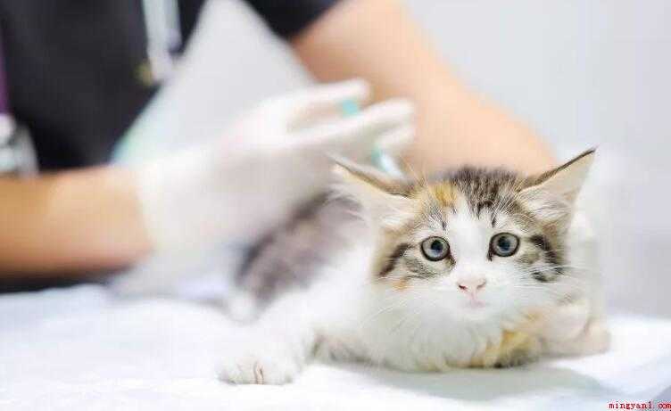 猫咪打几次疫苗合适