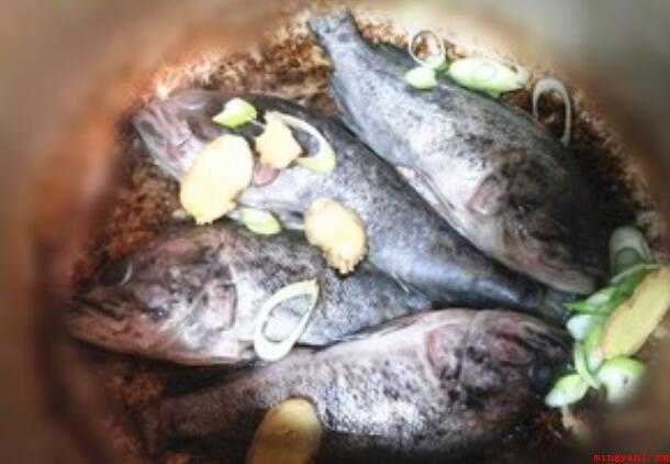 黑鱼汤怎么做