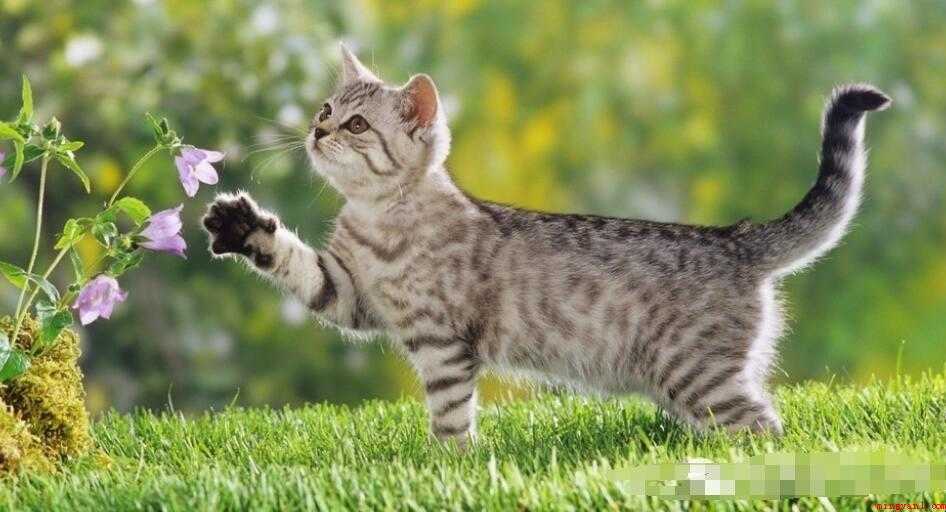 《世无良猫》文言文翻译是什么
