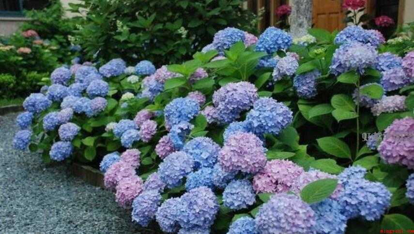 绣球花何时开花