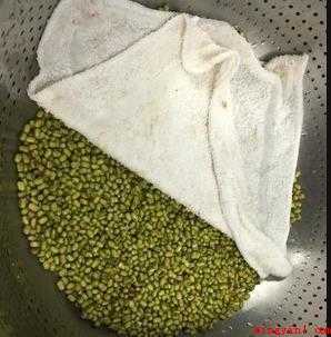 发豆芽怎样做