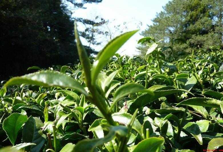 中国台湾的高山茶归属于什么茶